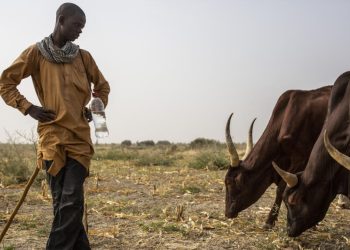Cameroun: des récoltes insuffisantes pour soulager les familles face à la crise alimentaire image principale