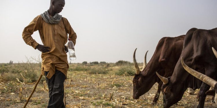 Cameroun: des récoltes insuffisantes pour soulager les familles face à la crise alimentaire image principale