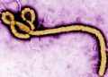 Épidémie d'Ebola: un premier cas identifié en France, chez un médecin de retour de RDC image principale