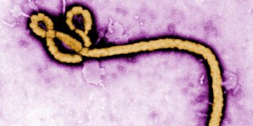 Épidémie d'Ebola: un premier cas identifié en France, chez un médecin de retour de RDC image principale