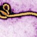 Épidémie d'Ebola: un premier cas identifié en France, chez un médecin de retour de RDC image principale