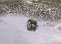 Gabon: Olam, société productrice d'huile de palme, souffre face aux ravages causés par les éléphants image principale