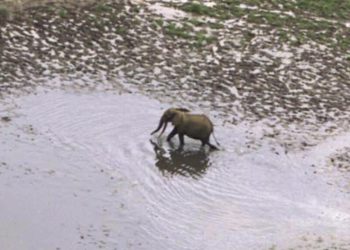 Gabon: Olam, société productrice d'huile de palme, souffre face aux ravages causés par les éléphants image principale
