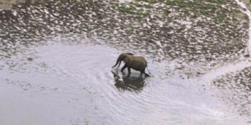 Gabon: Olam, société productrice d'huile de palme, souffre face aux ravages causés par les éléphants image principale