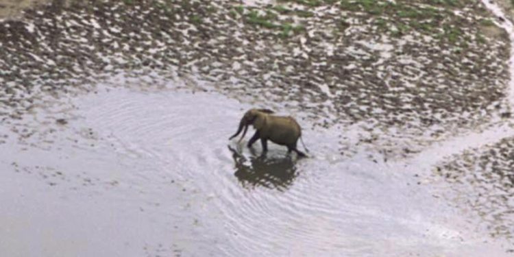 Gabon: Olam, société productrice d'huile de palme, souffre face aux ravages causés par les éléphants image principale