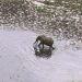 Gabon: Olam, société productrice d'huile de palme, souffre face aux ravages causés par les éléphants image principale