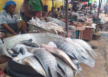 Un accord de pêche entre le Gabon et l’Union européenne non renouvelé image principale