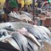 Un accord de pêche entre le Gabon et l’Union européenne non renouvelé image principale