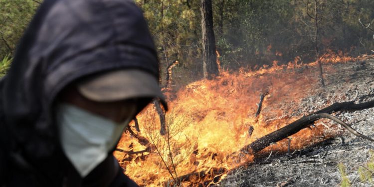 Algérie: six morts depuis le début de la vague d'incendies, dopés par une chaleur exceptionnelle image principale
