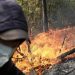 Algérie: six morts depuis le début de la vague d'incendies, dopés par une chaleur exceptionnelle image principale