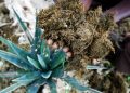 Au Kenya, la fibre de sisal, une culture résiliente et un pari économique image principale