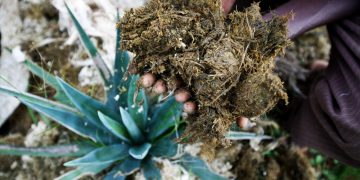 Au Kenya, la fibre de sisal, une culture résiliente et un pari économique image principale