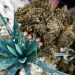 Au Kenya, la fibre de sisal, une culture résiliente et un pari économique image principale