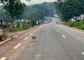 Centrafrique: une opération de démantèlement des barrières illégales image principale
