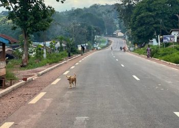 Centrafrique: une opération de démantèlement des barrières illégales image principale