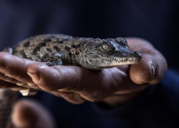 Égypte: des crocodiles retrouvés dans des canaux d'irrigation de villages image principale