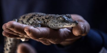 Égypte: des crocodiles retrouvés dans des canaux d'irrigation de villages image principale