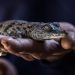 Égypte: des crocodiles retrouvés dans des canaux d'irrigation de villages image principale