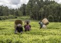 Equity Bank et le Palais des thés, ambassadeurs du thé kenyan haut de gamme image principale