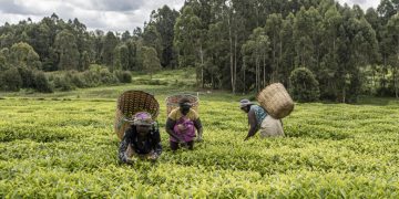 Equity Bank et le Palais des thés, ambassadeurs du thé kenyan haut de gamme image principale