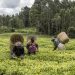 Equity Bank et le Palais des thés, ambassadeurs du thé kenyan haut de gamme image principale
