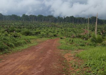 Exploitations forestières en RDC: des ONG s’inquiètent de la levée d’un moratoire, Kinshasa dément image principale