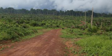 Exploitations forestières en RDC: des ONG s’inquiètent de la levée d’un moratoire, Kinshasa dément image principale