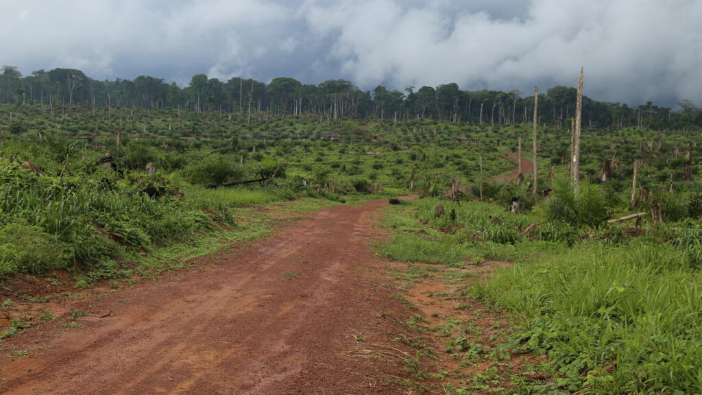 Exploitations forestières en RDC: des ONG s’inquiètent de la levée d’un moratoire, Kinshasa dément image principale Exploitations forestières en RDC: des ONG s’inquiètent de la levée d’un moratoire, Kinshasa dément image principale