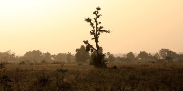 Nord-ouest du Nigeria: dix policiers tués lors d'un affrontement avec des bandits image principale
