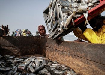 Climat: avec le réchauffement des océans, les poissons se raréfient et le secteur de la pêche peine à s’adapter image princip