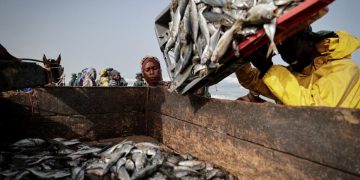 Climat: avec le réchauffement des océans, les poissons se raréfient et le secteur de la pêche peine à s’adapter image princip