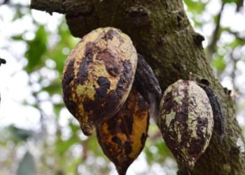 En Côte d’Ivoire, des chercheurs testent une bio-solution contre le Swollen Shoot, la maladie du cacao image principale