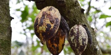 En Côte d’Ivoire, des chercheurs testent une bio-solution contre le Swollen Shoot, la maladie du cacao image principale