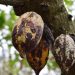 En Côte d’Ivoire, des chercheurs testent une bio-solution contre le Swollen Shoot, la maladie du cacao image principale
