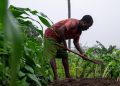 La RDC, plus grande réserve de terres arables du continent africain image principale