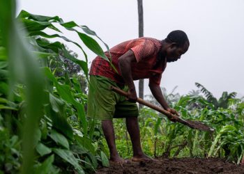 La RDC, plus grande réserve de terres arables du continent africain image principale