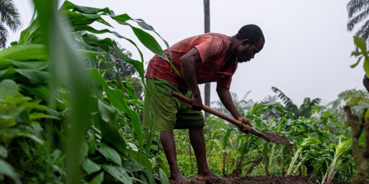 La RDC, plus grande réserve de terres arables du continent africain image principale