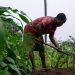 La RDC, plus grande réserve de terres arables du continent africain image principale
