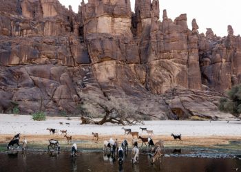 Tchad: attaques de chacals qui pourraient être infectés par la rage dans la commune de Gouro image principale