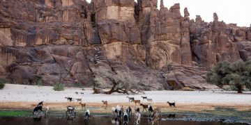 Tchad: attaques de chacals qui pourraient être infectés par la rage dans la commune de Gouro image principale