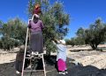 Tunisie: les recettes d’exportation d’huile d’olive augmentent de 45% image principale