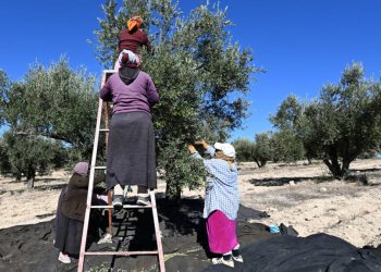 Tunisie: les recettes d’exportation d’huile d’olive augmentent de 45% image principale