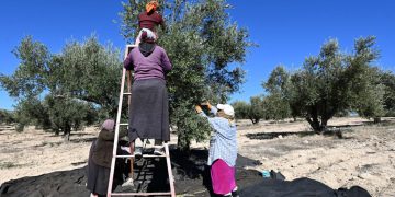 Tunisie: les recettes d’exportation d’huile d’olive augmentent de 45% image principale